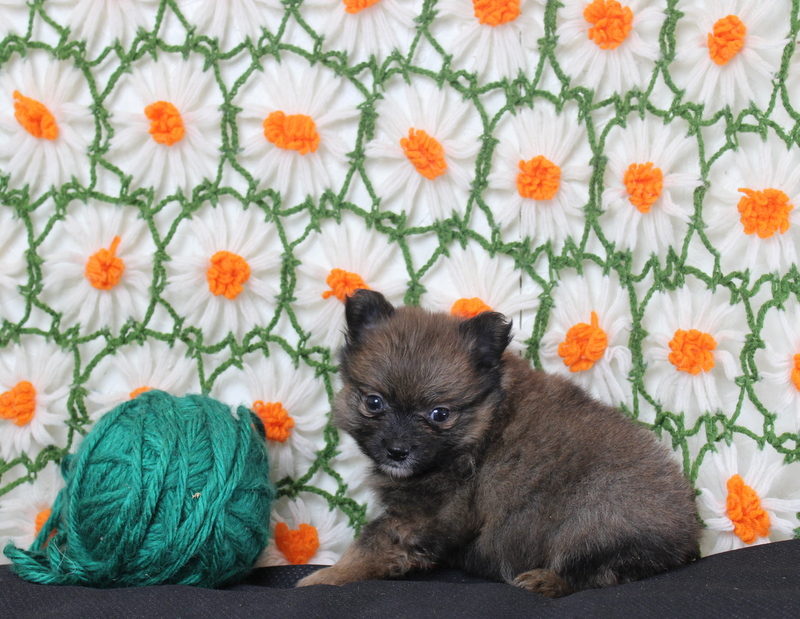 puppy, for, sale, Pomeranian, Matthew B. Stoltzfus, dog, breeder, Gap, PA, dog-breeder, puppy-for-sale, forsale, nearby, find, puppyfind, locator, puppylocator, aca